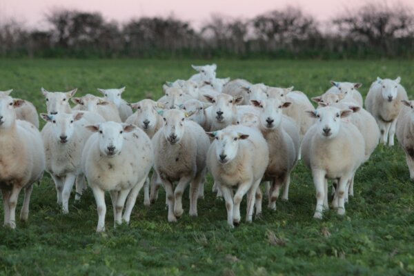 a herd of sheep standing on top of a lush green field